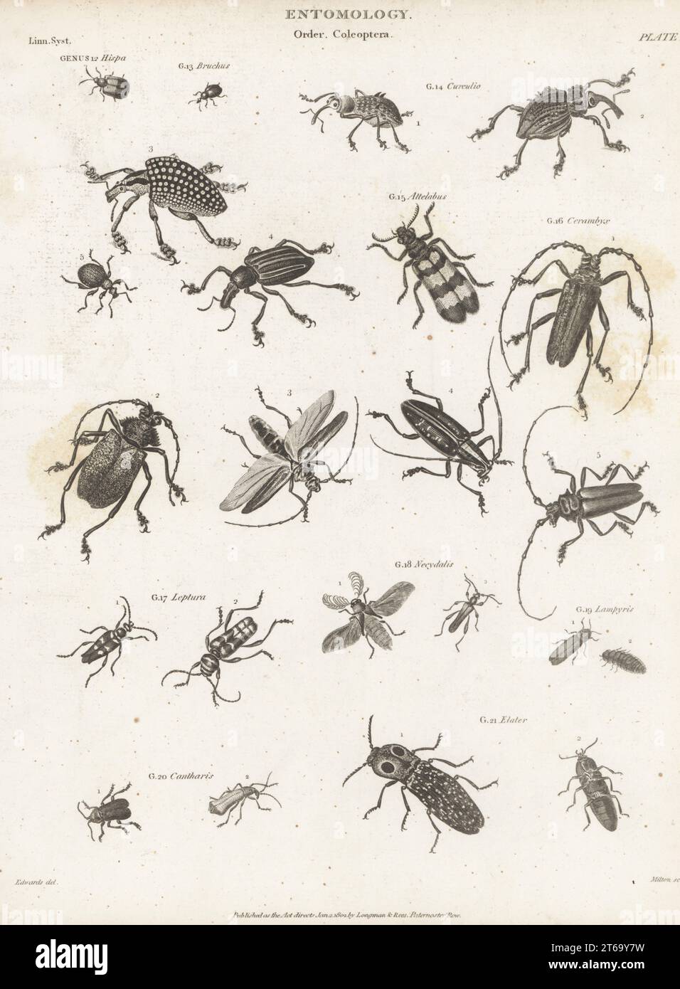 Genera of Coleoptera beetles: Hispa 12 and Bruchus leaf beetles 13, Curculio 14 and Attelabus weevils 15, Cerambyx 16, Leptura 17 and Necydalis capricorn beetles 18, Lampyris glowworm 19, Cantharis soldier beetles 20, and Elater click beetle 21. Copperplate engraving by Thomas Milton after Sydenham Edwards from Abraham Rees' Cyclopedia or Universal Dictionary of Arts, Sciences and Literature, Longman, Rees, Paternoster Row, London, January 2, 1802. Stock Photo
