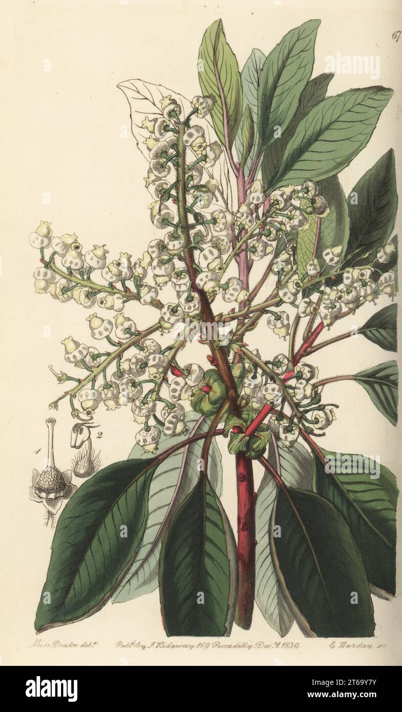 Texas madrone, amazaquitl or Texas madroño, Arbutus xalapensis. Native to North America, Mexico and Central America, imported by Lord William John Napier. Laurel-leaved strawberry tree, Arbutus laurifolia. Handcoloured copperplate engraving by George Barclay after a botanical illustration by Sarah Drake from Edwards Botanical Register, edited by John Lindley, published by James Ridgway, London, 1839. Stock Photo