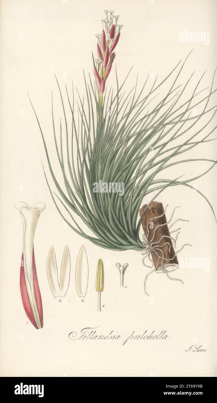 Narrowleaf airplant, Tillandsia tenuifolia. Native to South America and the Caribbean, sent from Trinidad by German botanist Eduard Freiherr von Schack, Baron de Schack. Elegant tillandsia, Tillandsia pulchra. Handcoloured copperplate engraving by Joseph Swan after a botanical illustration by William Jackson Hooker from his Exotic Flora, William Blackwood, Edinburgh, 1827. Stock Photo