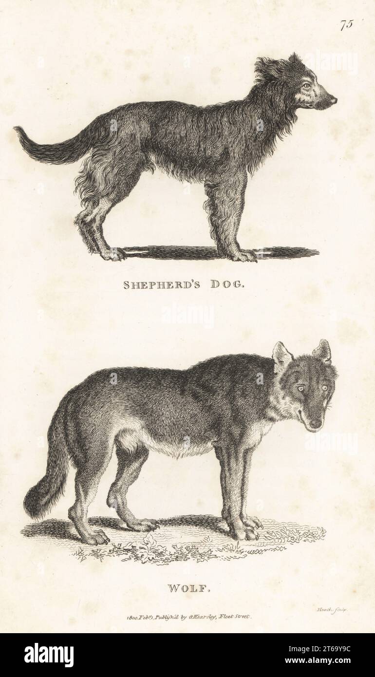 Sheepdog, Canis familiaris, and grey wolf, Canis lupus. Shepherd's dog, Canis domesticus, and wolf, Canis lupus. Copperplate engraving by James Heath from George Shaws General Zoology: Mammalia, G. Kearsley, Fleet Street, London, 1800. Stock Photo