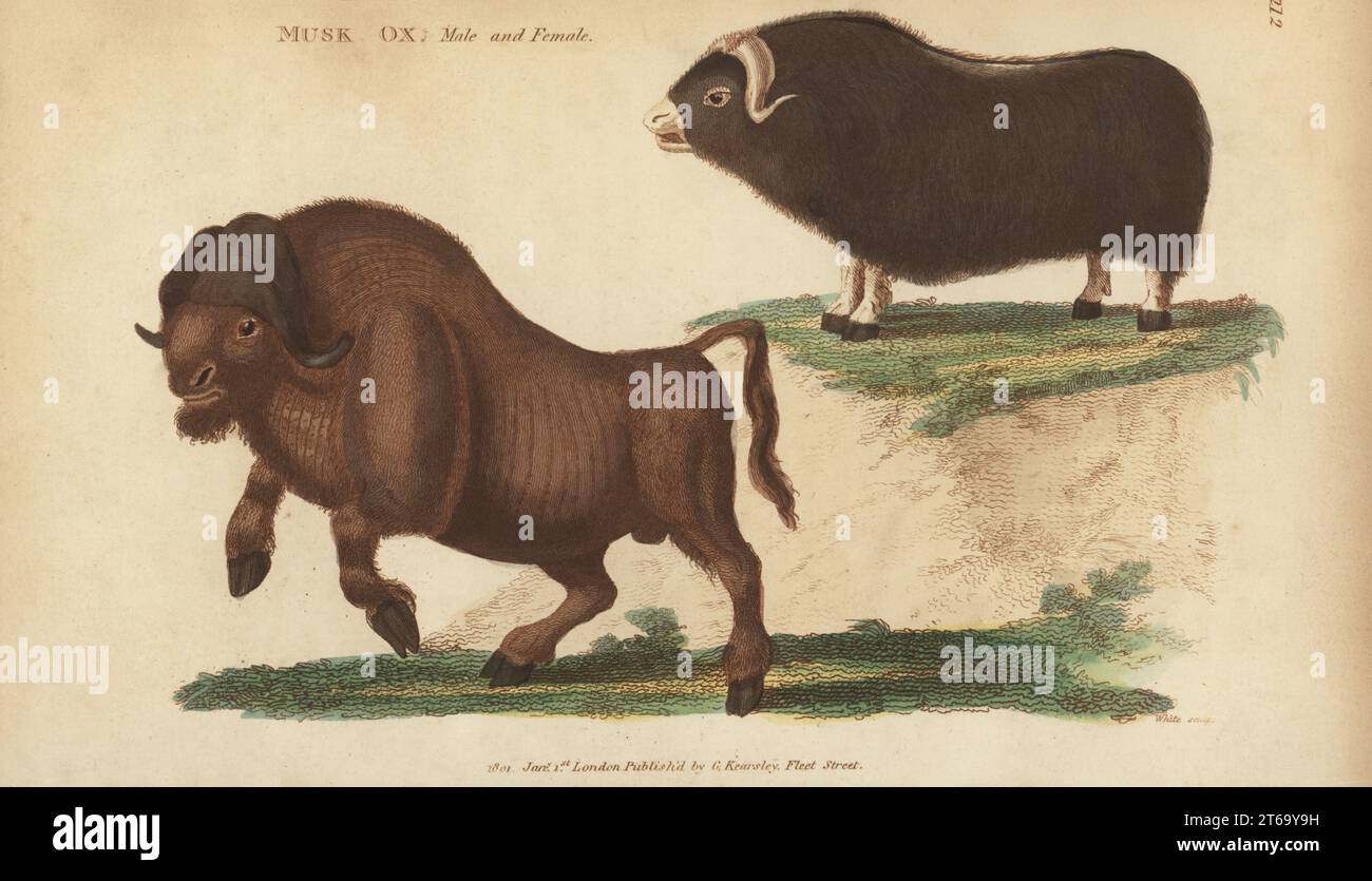 Muskox, Ovibos moschatus, male bull and female cow. Musk ox, Bos moschatus. Handcoloured copperplate engraving by White from George Shaws General Zoology: Mammalia, Thomas Davison, London, 1801. Stock Photo