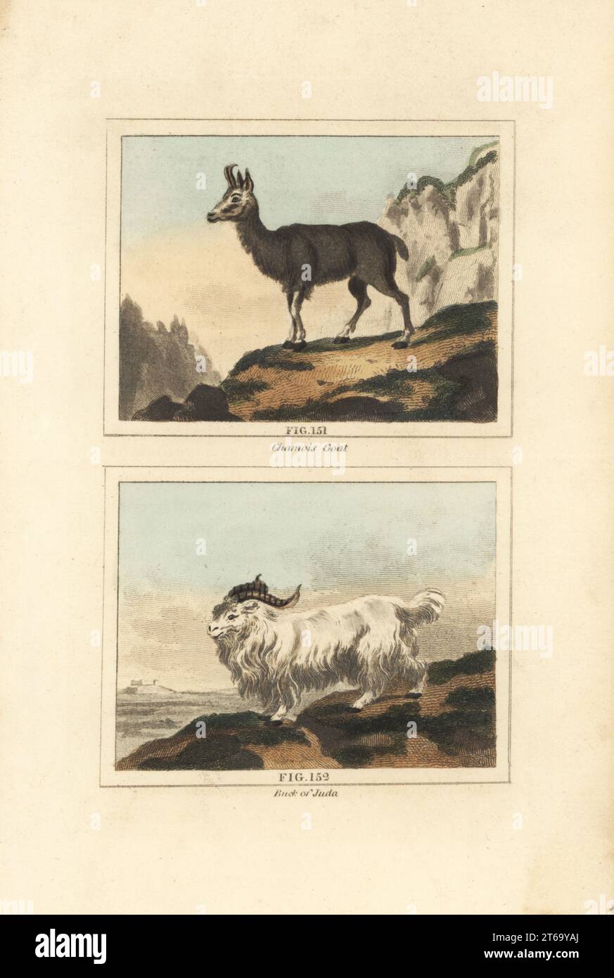 Alpine chamois, Rupicapra rupicapra 151 and male Juda goat, a breed from Whydah (Benin), Africa, Capra hircus 150. Handcoloured copperplate engraving after Jacques de Seve from James Smith Barrs edition of Comte Buffons Natural History, A Theory of the Earth, General History of Man, Brute Creation, Vegetables, Minerals, T. Gillet, H. D. Symonds, Paternoster Row, London, 1807. Stock Photo