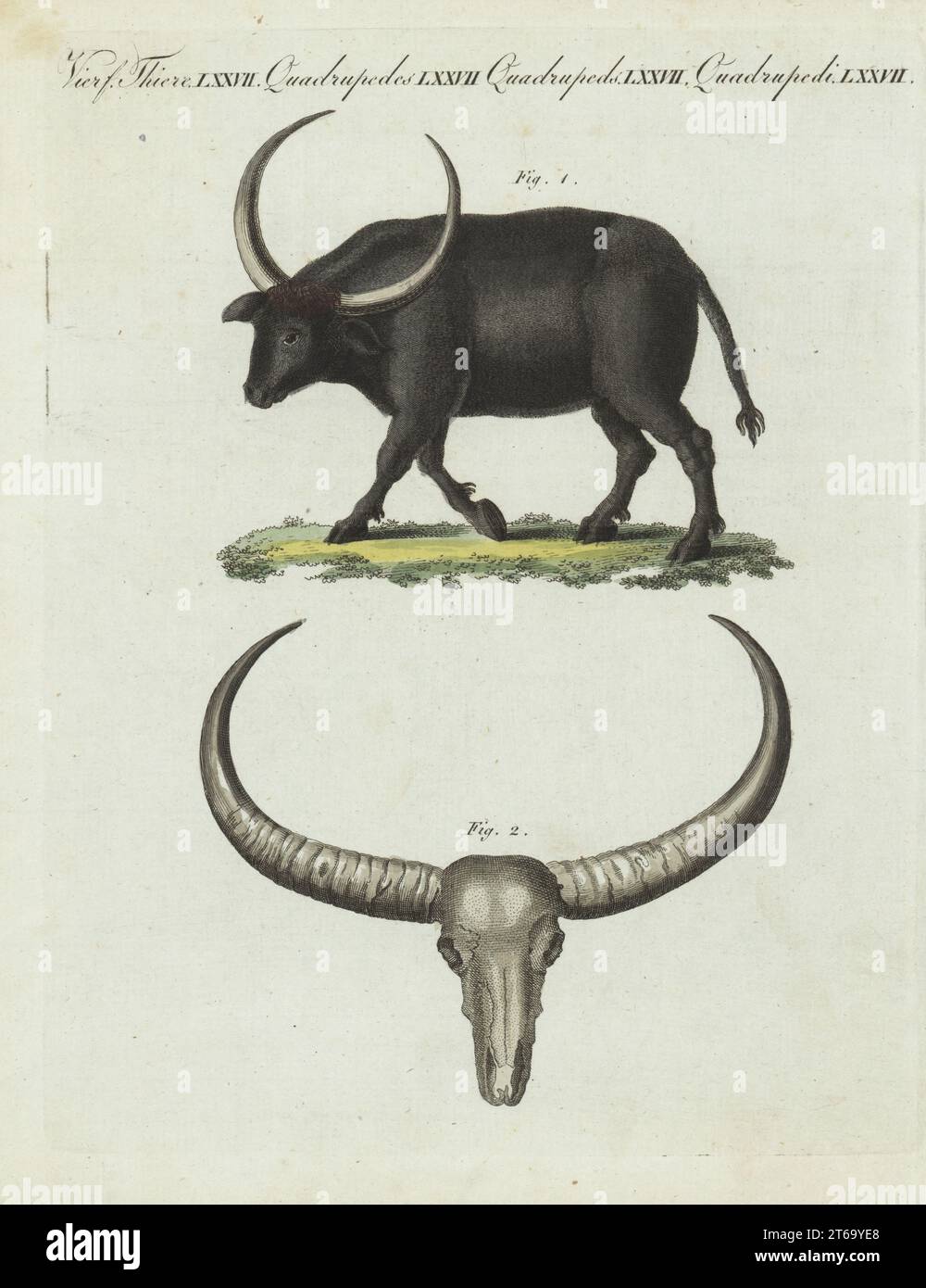 Wild water buffalo, Bubalus arnee, endangered 1. Skull and horns 2. Native to North Hindostan and North Bengal (India and Southeast Asia). The gigantic buffalo, Bos arni. Handcoloured copperplate engraving from Carl Bertuch's Bilderbuch fur Kinder (Picture Book for Children), Weimar, 1810. A 12-volume encyclopedia for children illustrated with almost 1,200 engraved plates on natural history, science, costume, mythology, etc., published from 1790-1830. Stock Photo