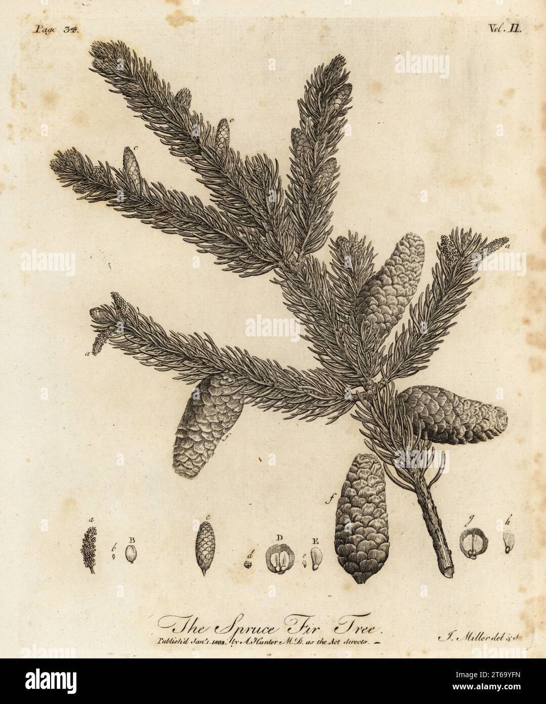 Norway spruce or European spruce, Picea abies. Spruce Fir Tree, Pinus abies. Copperplate engraving drawn and engraved by John Miller (Johann Sebastian Muller) from John Evelyns Sylva, or A Discourse of Forest Trees and the Propagation of Timer, J. Dodsley, London, 1776. Stock Photo