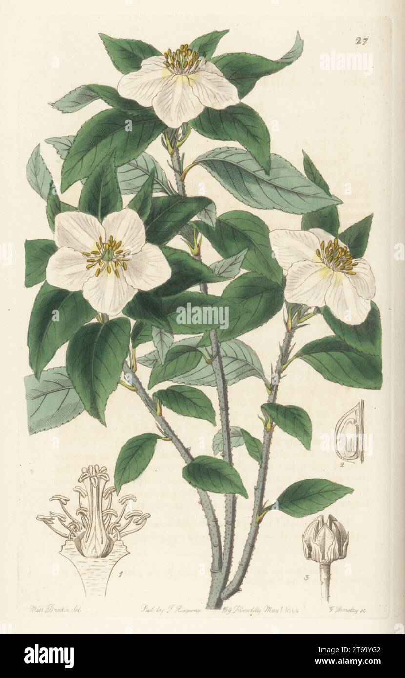 Medlar-like lindleya, Lindleya mespiloides. Mexican evergreen tree that flowered in the garden of the Horticultural Society. Handcoloured copperplate engraving by George Barclay after a botanical illustration by Sarah Drake from Edwards Botanical Register, continued by John Lindley, published by James Ridgway, London, 1844. Stock Photo