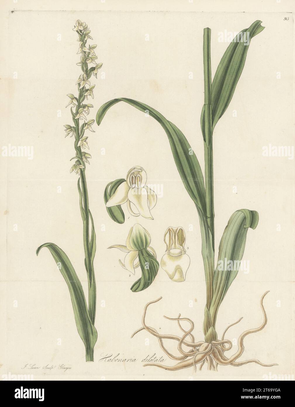 Tall white bog orchid, bog candle, fragrant white bog orchid or scentbottle, Platanthera dilatata. Native of Canada, introduced by Scottish botanist John Goldie in 1823, raised at Monkwood Grove, Ayr. Tall greenflowered habenaria, Habernaria dilatata. Handcoloured copperplate engraving by Joseph Swan after a botanical illustration by William Jackson Hooker from his Exotic Flora, William Blackwood, Edinburgh, 1823-27. Stock Photo