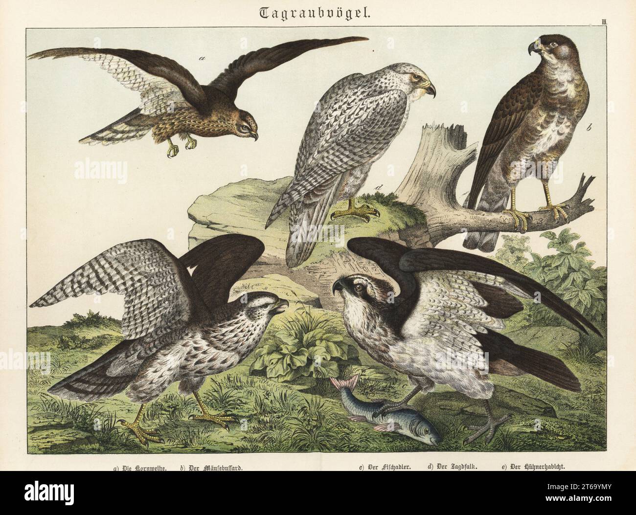 Montagu's harrier, Circus pygargus a, common buzzard, Buteo buteo b, osprey with fish, Pandion haliaetus c, gyrfalcon, Falco rusticolus d, and northern goshawk, Accipiter gentilis e. Chromolithograph from Gotthilf Heinrich von Schubert's Natural History of the Animal Realms (Naturgeschichte des Tierreichs), Schreiber, Munich, 1886. Stock Photo