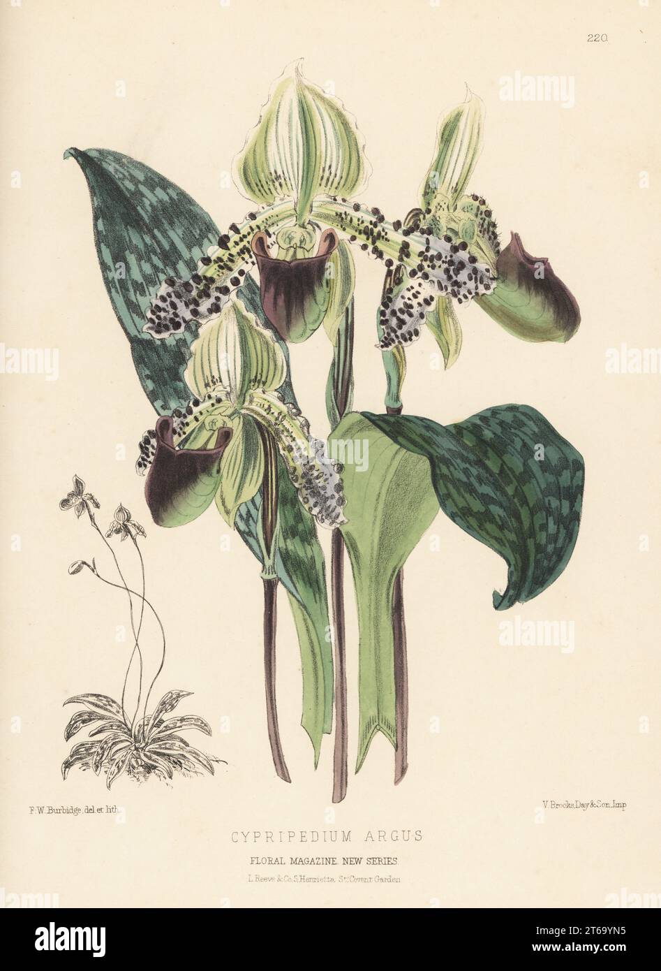 Paphiopedilum argus orchid, native to Luzon island, the Philippines. Introduced by James Veitch and Sons nursery, King's Road, Chelsea. As Cypripedium argus. Handcolored botanical illustration drawn and lithographed by Frederick William Burbidge from Henry Honywood Dombrain's Floral Magazine, New Series, Volume 5, L. Reeve, London, 1876. Lithograph printed by Vincent Brooks, Day & Son. Stock Photo