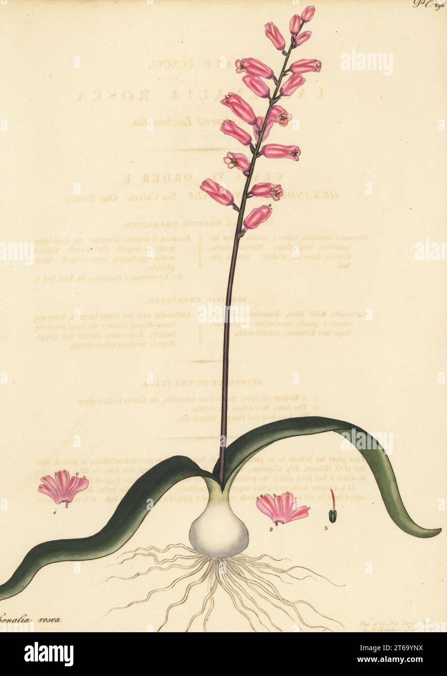 Cape cowslip, Lachenalia rosea. Rose-coloured lachenalia. From the Cape of Good Hope, South Africa, in the George Hibbert collection. Copperplate engraving drawn, engraved and hand-coloured by Henry Andrews from his Botanical Register, Volume 5, self-published in Knightsbridge, London, 1803. Stock Photo
