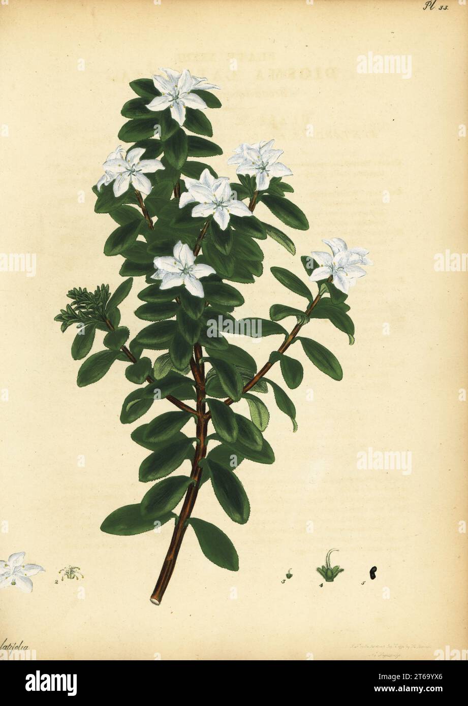 Oval leaf buchu, Agathosma crenulata. Broad-leaved diosma, Diosma latifolia. Copperplate engraving drawn, engraved and hand-coloured by Henry Andrews from his Botanical Register, Volume 1, published in London, 1799. Stock Photo