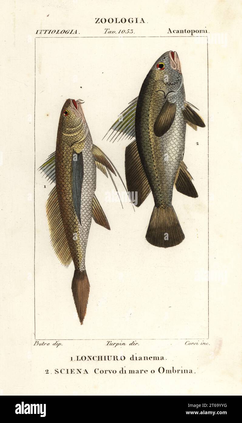 Longtail croaker, Lonchurus lanceolatus 1 and meagre, croaker, stone bass, shadefish, Argyrosomus regius 2. Lonchurus dianema 1, Lonchiuro dianema Sciena Corvo di mare o Ombrina. Handcoloured copperplate stipple engraving from Antoine Laurent de Jussieu's Dizionario delle Scienze Naturali, Dictionary of Natural Science, Florence, Italy, 1837. Illustration engraved by Corsi, drawn by Jean Gabriel Pretre and directed by Pierre Jean-Francois Turpin, and published by Batelli e Figli. Turpin (1775-1840) is considered one of the greatest French botanical illustrators of the 19th century. Stock Photo