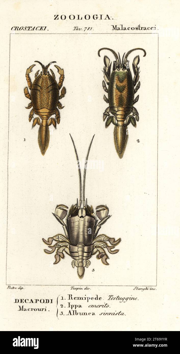 Species of mole crabs or sand crabs. Hippa adactyla 1, Emerita emeritus 2, Albunea symmysta 3. Remipede testuggine, Ippa emerito, Albunea sinnista. Handcoloured copperplate stipple engraving from Antoine Laurent de Jussieu's Dizionario delle Scienze Naturali, Dictionary of Natural Science, Florence, Italy, 1837. Illustration engraved by Stanghi, drawn by Jean Gabriel Pretre and directed by Pierre Jean-Francois Turpin, and published by Batelli e Figli. Turpin (1775-1840) is considered one of the greatest French botanical illustrators of the 19th century. Stock Photo
