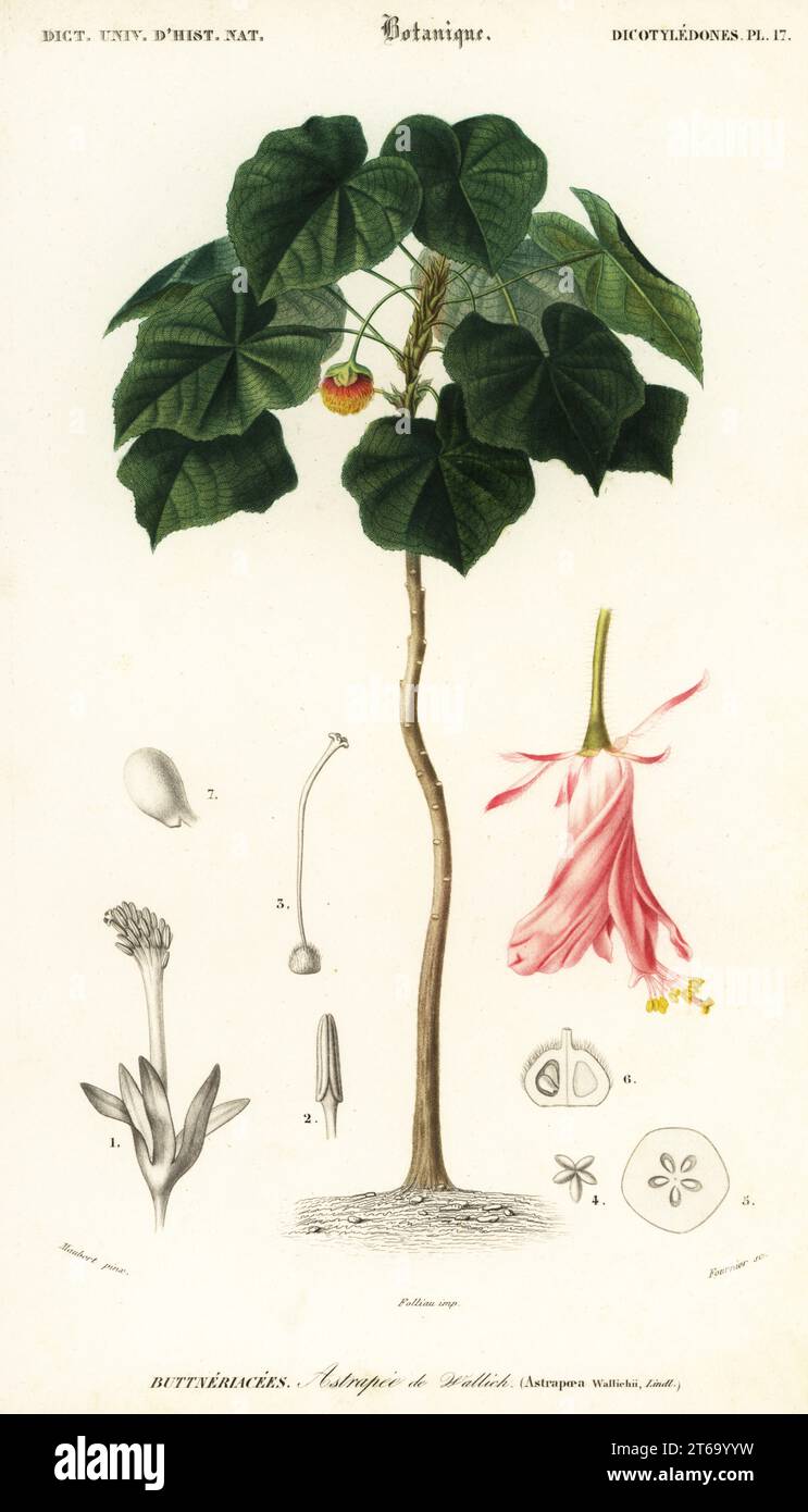 Pinkball, pink ball tree or tropical hydrangea, Dombeya wallichii. Astrapoea wallichii. Astrapee de Wallich. Handcoloured steel engraving by Felicie Fournier after an illustration by Louis Joseph Edouard Maubert from Charles d'Orbigny's Dictionnaire Universel d'Histoire Naturelle (Universal Dictionary of Natural History), Paris, 1849. Stock Photo