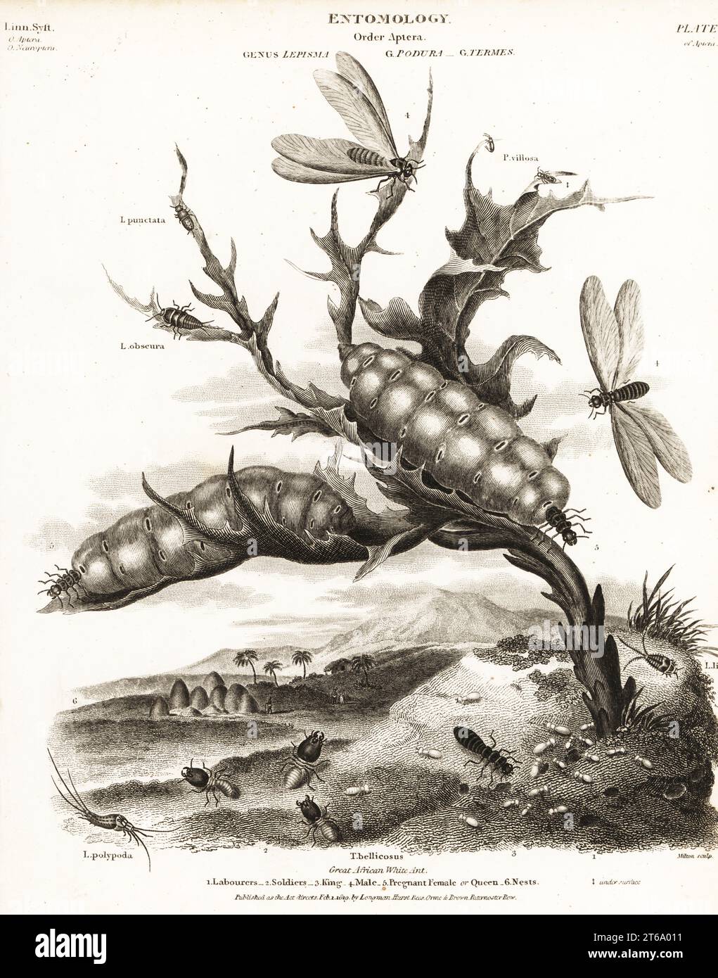 Great African white ant, Macrotermes bellicosus (Termes bellicosus). Labourers 1, soldiers 2, king 3, male 4, pregnant female or queen 5, nests 6. With silverfish, Lepisma punctata, Lepisma obscura, Lepisma polypoda, Podura villosa, etc. Copperplate engraving by Milton from Abraham Rees' Cyclopedia or Universal Dictionary of Arts, Sciences and Literature, Longman, Hurst, Rees, Orme and Brown, London, 1810. Stock Photo