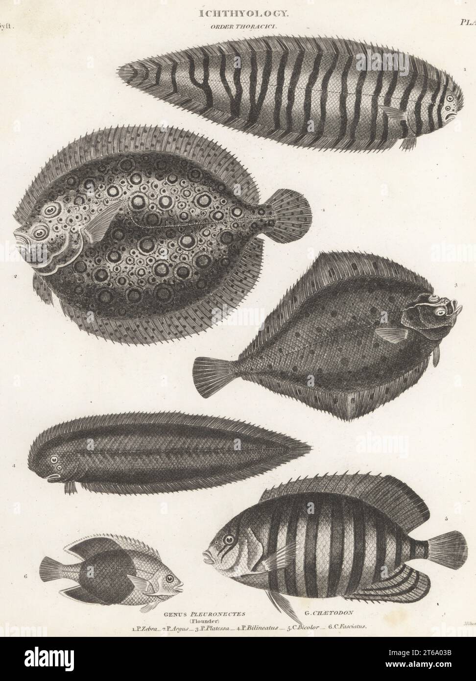 Sole, Zebrias zebra 1, plate fish, Bothus lunatus 2, European plaice, Pleuronectes platessa 3, tongue fish, Paraplagusia bilineata 4, bicolor angelfish, Centropyge bicolor 5, and diagonal butterflyfish, Chaetodon fasciatus 6. Copperplate engraving by Thomas Milton from Abraham Rees' Cyclopedia or Universal Dictionary of Arts, Sciences and Literature, Longman, Hurst, Rees, Orme and Brown, Paternoster Row, London, 1814. Stock Photo