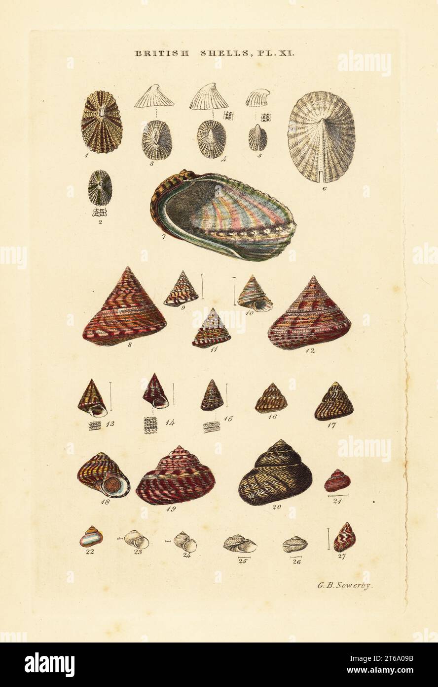 Ear shell, Haliotis vulgaris, sea snails, Trochus, Margarita, etc. Handcoloured copperplate engraving by George Brettingham Sowerby from his own Illustrated Index of British Shells, Sowerby and Simpkin, Marshall & Co., London, 1859. George Brettingham Sowerby II (1812-1884), British naturalist, illustrator, and conchologist. . Stock Photo