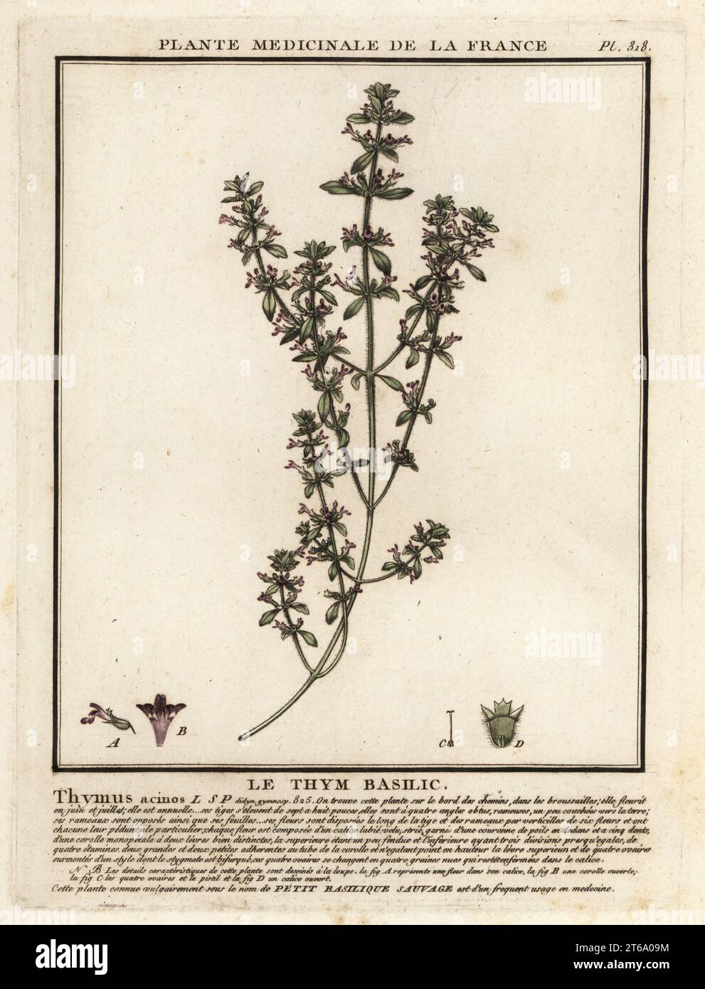 Basil thyme or spring savory, Clinopodium acinos. Le thym basilic, Thymus acinos. Copperplate engraving printed in three colours by Pierre Bulliard from his Herbier de la France, ou collection complete des plantes indigenes de ce royaume, Didot jeune, Debure et Belin, 1780-1793. Stock Photo