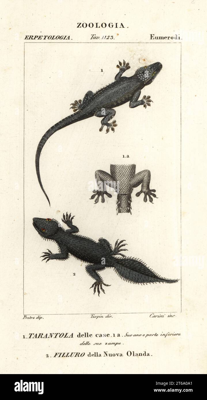 House gecko, Hemidactylus frenatus 1, and broad-tailed gecko, Phyllurus platurus 2. Tarantola delle case, Filluro della Nuova Olanda. Handcoloured copperplate stipple engraving from Antoine Laurent de Jussieu's Dizionario delle Scienze Naturali, Dictionary of Natural Science, Florence, Italy, 1837. Illustration engraved by Carini, drawn by Jean Gabriel Pretreatment and directed by Pierre Jean-Francois Turpin, and published by Batelli e Figli. Turpin (1775-1840) is considered one of the greatest French botanical illustrators of the 19th century. Stock Photo