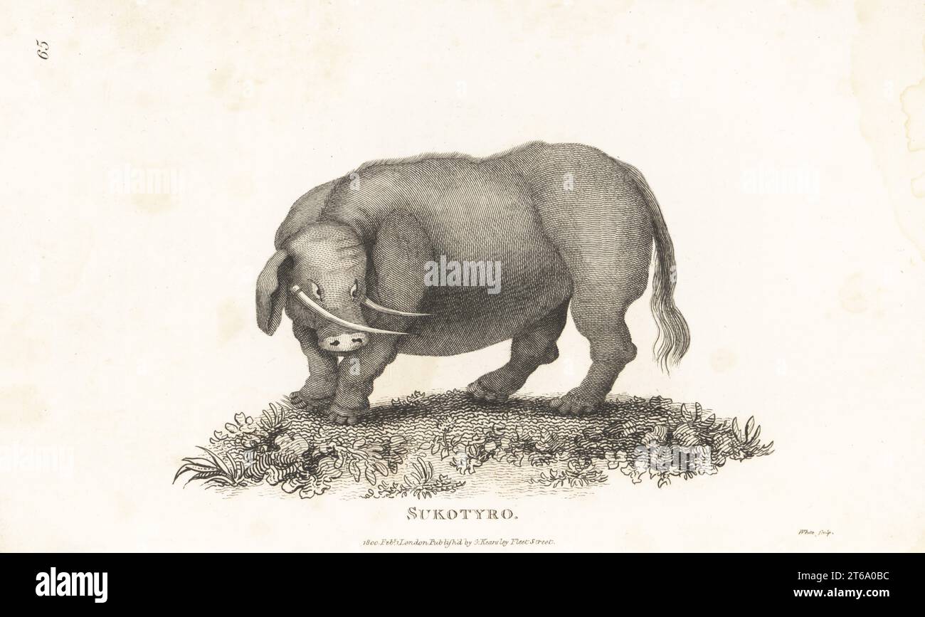 The Sukotyro, a fabled animal of Java, as big as an ox, and called by the Chinese sukotyro. After an illustration by Dutch traveller Johan Niewhoff, 1669. Copperplate engraving by White from George Shaws General Zoology: Mammalia, G. Kearsley, Fleet Street, London, 1800. Stock Photo