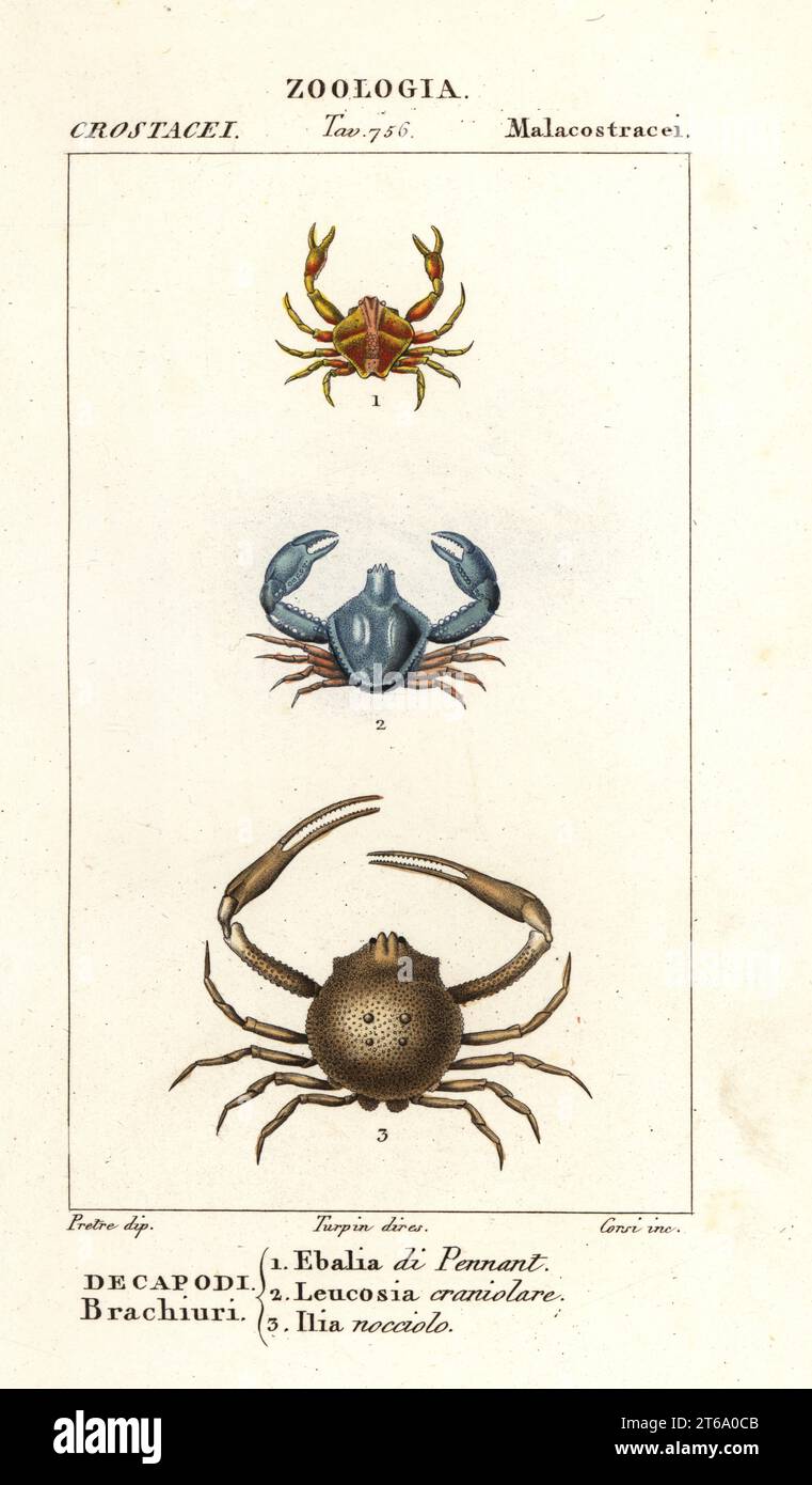 Species of crab. Ebalia tuberosa 1, Leucosia craniolaris 2, Ilia nucleus 3. Ehalia di Pennant, Leucosia craniolare, Ilia nocciolo. Handcoloured copperplate stipple engraving from Antoine Laurent de Jussieu's Dizionario delle Scienze Naturali, Dictionary of Natural Science, Florence, Italy, 1837. Illustration engraved by Corsi, drawn by Jean Gabriel Pretre and directed by Pierre Jean-Francois Turpin, and published by Batelli e Figli. Turpin (1775-1840) is considered one of the greatest French botanical illustrators of the 19th century. Stock Photo