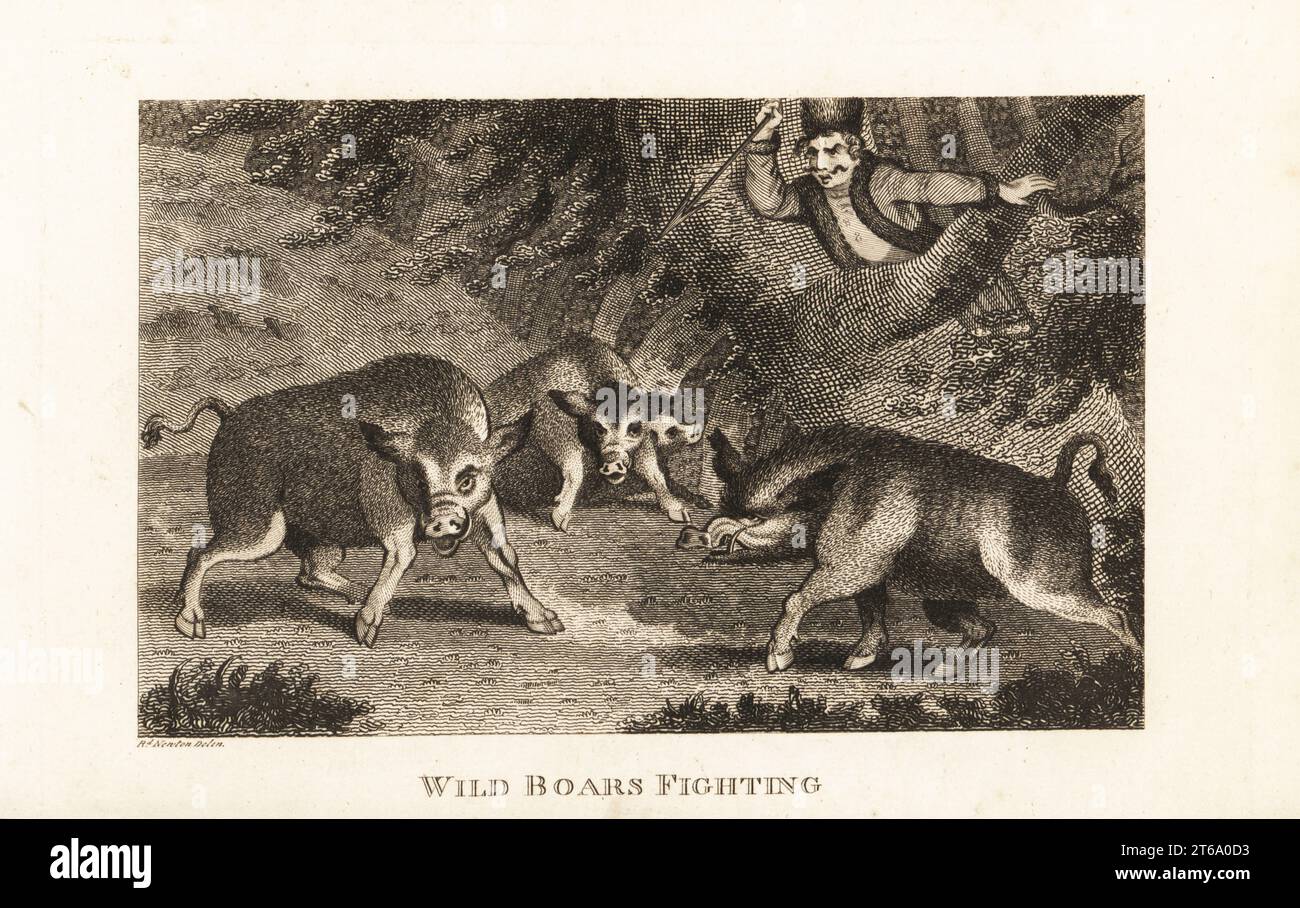 Wild Boars Fighting. A German hunter about to throw a spear at the boars. Copperplate engraving by Cook after an illustration by Richard Newton from The Sporting Magazine, or Monthly Calendar of the Transactions of the Turf and the Chace, John Wheble, London, 1795. Stock Photo