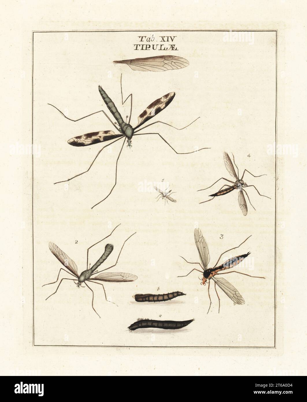 Cranefly species, Tupila maxima 1, Limonia stigma 2, Ctenophora pectinicornis 3, Tipula vernalis 4, and winter crane fly or tell-tale, Trichocera (Trichocera) saltator 5. Diptera. Tipulidae. Handcoloured copperplate engraving drawn and engraved by Moses Harris from his own Exposition of English Insects, Including the several Classes of Neuroptera, Hymenoptera, Diptera, or Bees, Flies and Libellulae, White and Robson, London, 1782. Stock Photo