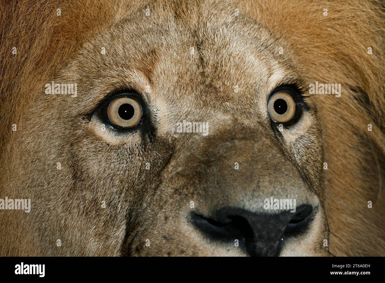 African Lion (Panthera leo), male | Afrikanischer Löwe (Panthera leo), Männchen Stock Photo