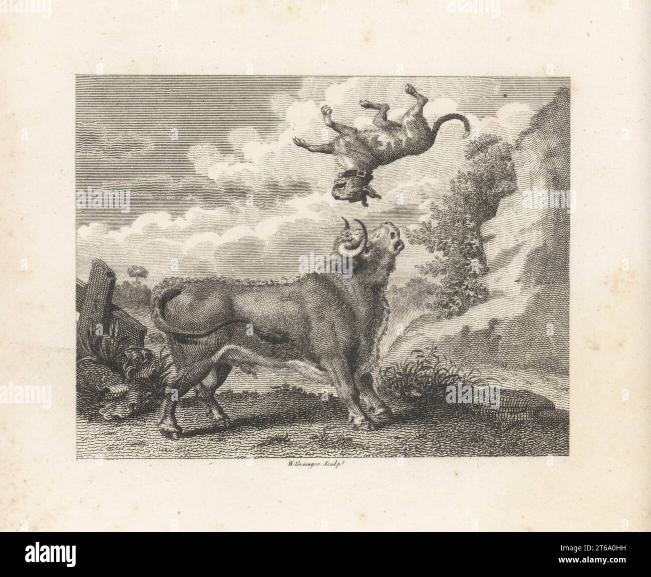 The Bull and the Mastiff. A bull gores and tosses an aggressive mastiff in the air. Copperplate engraving by William Grainger after an illustration by John Wootton from Fables by John Gay, with a Life of the Author, John Stockdale, London, 1793. Stock Photo