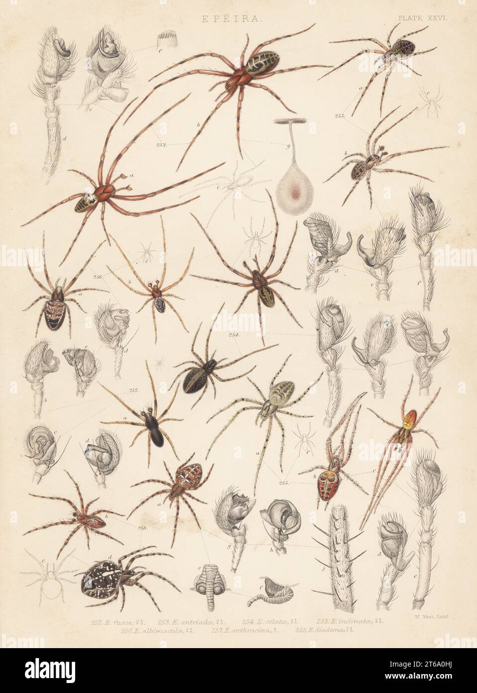 European cave spider, Meta menardi (Epeira fusca) 252, Metellina merianae (E. antriada) 253, Metellina merianae var. celata (E. celata) 254, Metellina segmentata (E. inclinata) 255, orbweaver, Zilla diodia (E. albimacula) 256, Hypsosinga pygmaea (E. anthracina) 257, and garden or diadem spider, Araneus diadematus (E. diadema) 258. Handcoloured lithograph by W. West from John Blackwalls A History of the Spiders of Great Britain and Ireland, Ray Society, London, 1861. Stock Photo