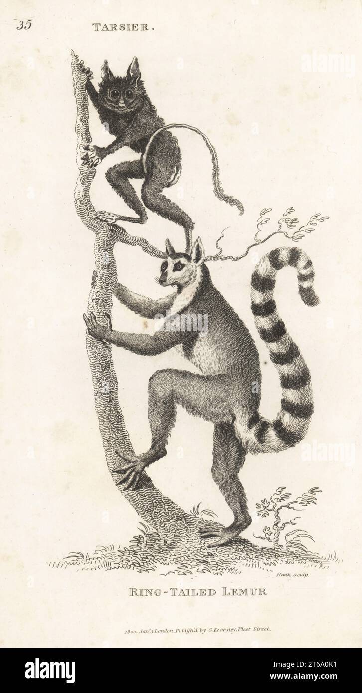 Spectral tarsier, Tarsius spectrum, and endangered ring-tailed lemur, Lemur catta. After illustrations by Jacques de Seve (Buffon) and Charles Reuben Ryley (Museum Leverianum). Copperplate engraving by James Heath from George Shaws General Zoology: Mammalia, G. Kearsley, Fleet Street, London, 1800. Stock Photo