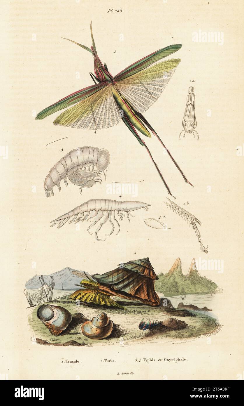 African grasshopper, Truxalis nasuta, blue-mouthed turban, Astralium stellare (Turbo stellaris), Platyscelus ovoides (Typhis ovoides), Oxycephalus piscator. Truxale, Turbo, Typhis et Oxycephale. Handcoloured steel engraving from Felix-Edouard Guerin-Meneville's Dictionnaire Pittoresque d'Histoire Naturelle (Picturesque Dictionary of Natural History), Paris, 1834-39. . Stock Photo