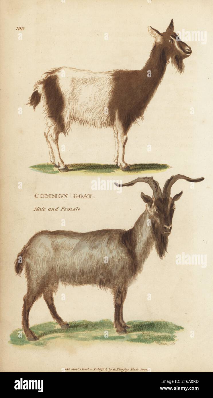 Common goat, domestic goat, male billie and female nanny, Capra hircus. Handcoloured copperplate engraving by James Heath from George Shaws General Zoology: Mammalia, Thomas Davison, London, 1801. Stock Photo