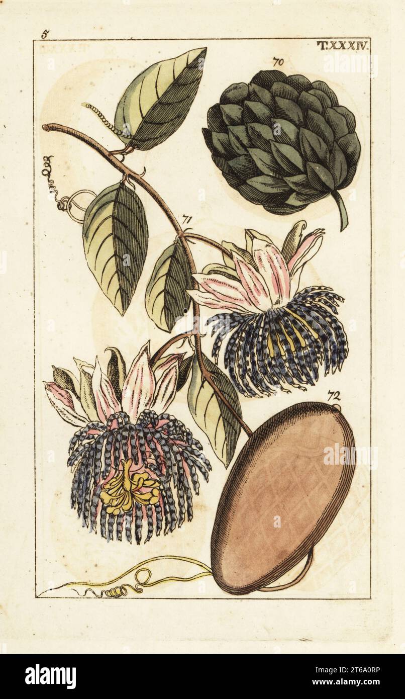 Sugar apple, Annona squamosa 70, and passionflower with water lemon, Passiflora laurifolia 71,72. Handcolored copperplate engraving of a botanical illustration from Gottlieb Tobias Wilhelm's Unterhaltungen aus der Naturgeschichte (Encyclopedia of Natural History), Vienna, 1816. Stock Photo