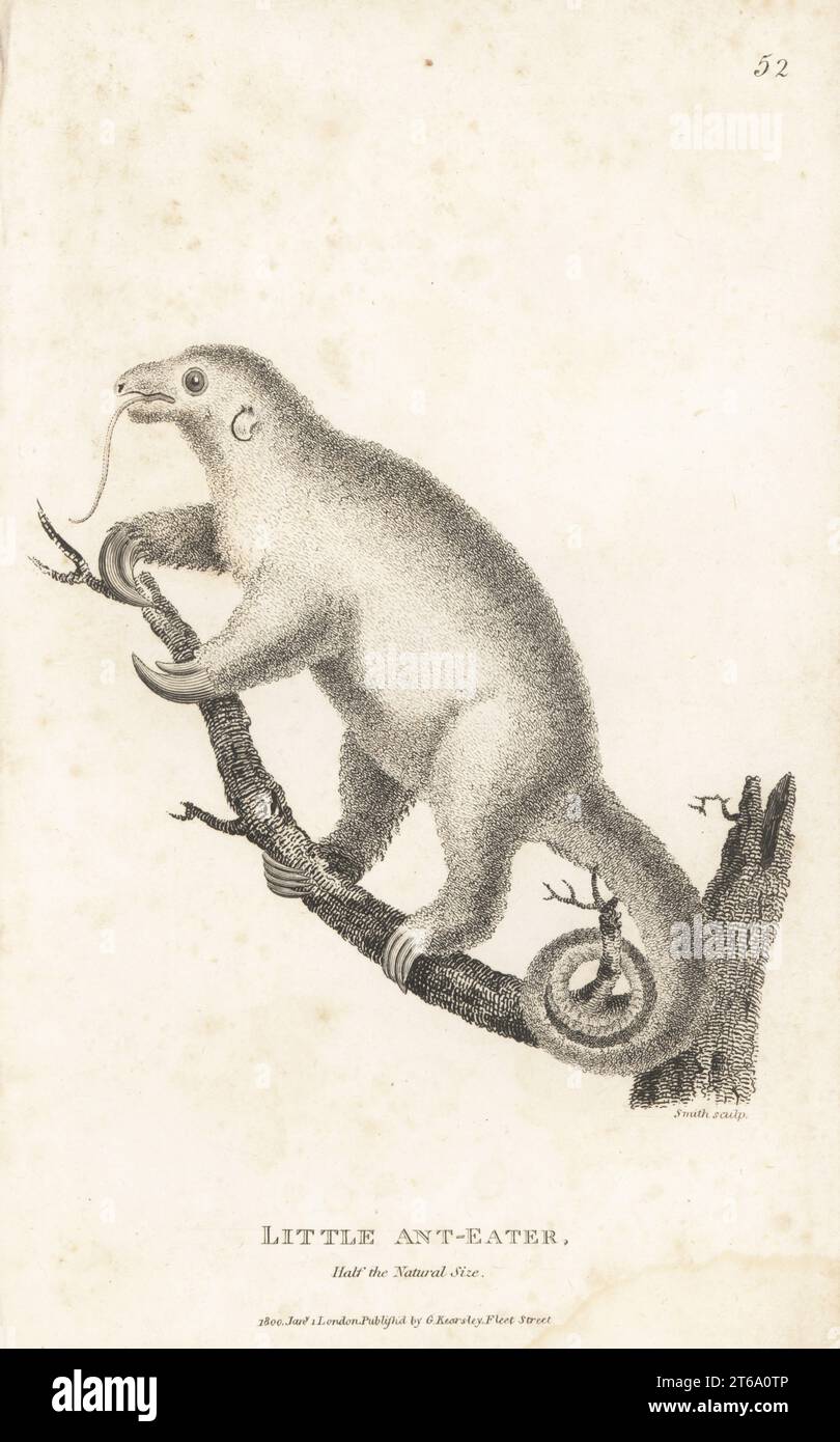 Silky anteater or pygmy anteater, Cyclopes didactylus. Little ant-eater, Myrmecophaga didactyla. After a beautiful specimen in the Leverian Museum. Copperplate engraving by Sarah Smith from George Shaws General Zoology: Mammalia, G. Kearsley, Fleet Street, London, 1800. Stock Photo
