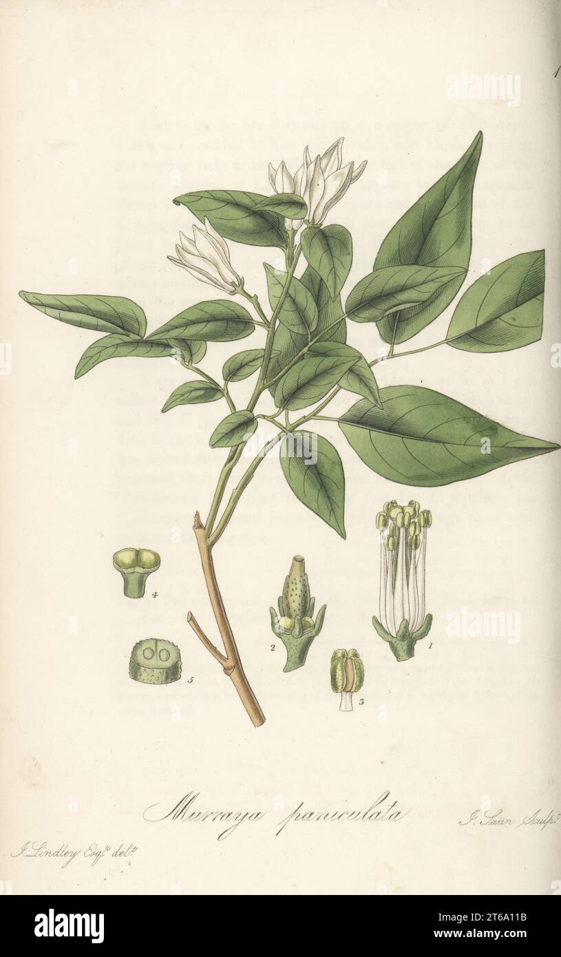 Orange jasmine, orange jessamine, china box or mock orange, Murraya paniculata. Native to Asia and Australia, sent from Sumatra by Sir Stamford Raffles to the Horticultural Society's garden. Few-flowered murraya, Chalcas paniculata. Handcoloured copperplate engraving by Joseph Swan after a botanical illustration by John Lindley from William Jackson Hooker's Exotic Flora, William Blackwood, Edinburgh, 1823-27. Stock Photo