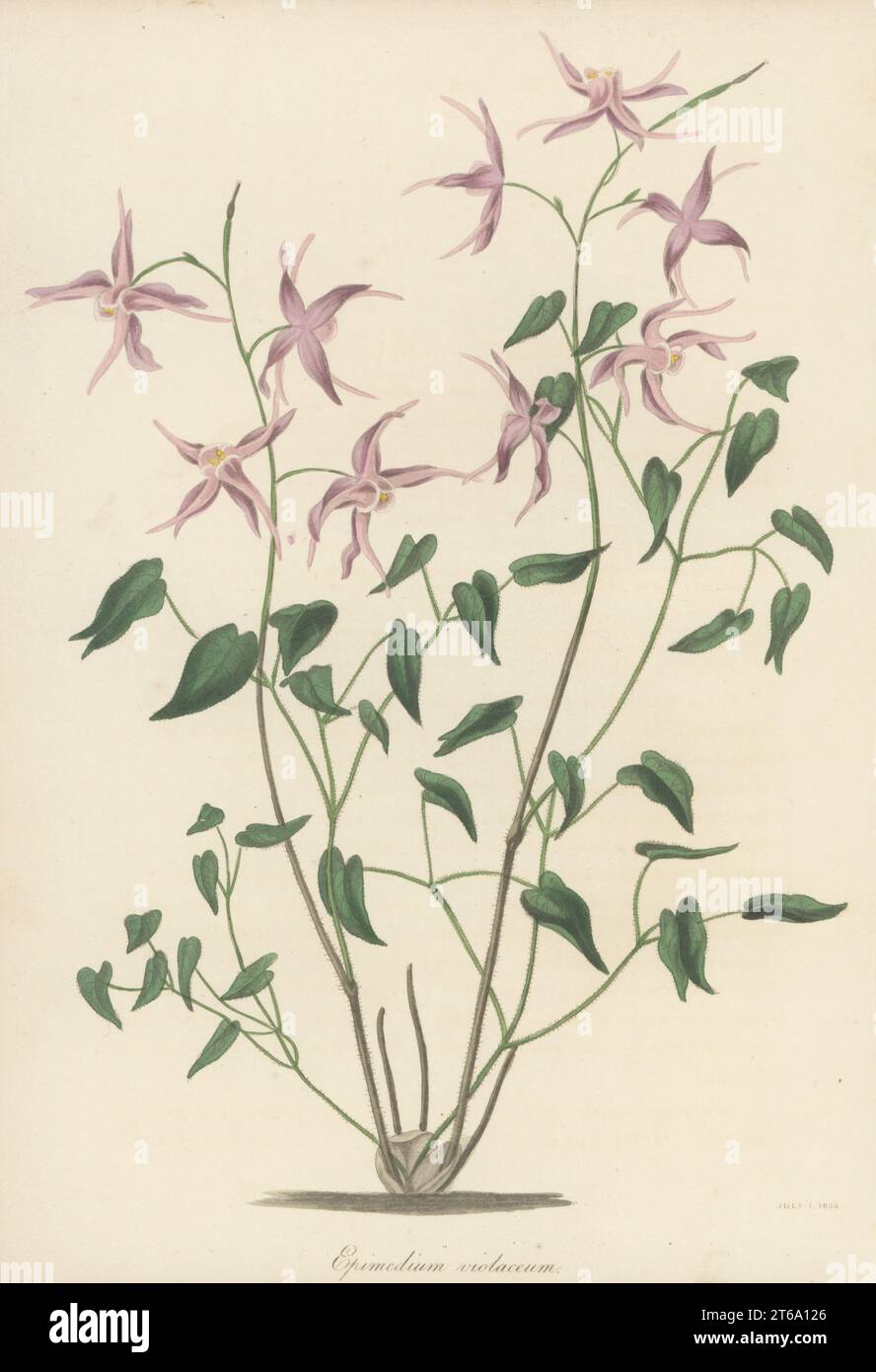 Large flowered barrenwort or bishop's hat, Epimedium grandiflorum. Native to Japan and Korea, introduced by German botanist Philipp Franz von Siebold. Violet-flowered barren-wort, Epimedium violaceum. Handcoloured lithograph from Joseph Paxtons Magazine of Botany, and Register of Flowering Plants, Volume 5, Orr and Smith, London, 1838. Stock Photo