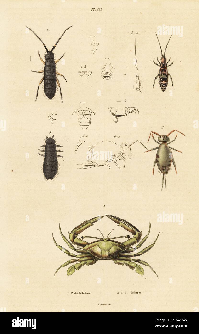 Long-eyed swimming crab, Podophthalmus vigil, and springtail species, Podura plumbea, Orchesella filicornis, Smynthurus signatus, Achorates dubius. Handcoloured steel engraving from Felix-Edouard Guerin-Meneville's Dictionnaire Pittoresque d'Histoire Naturelle (Picturesque Dictionary of Natural History), Paris, 1834-39. . Stock Photo