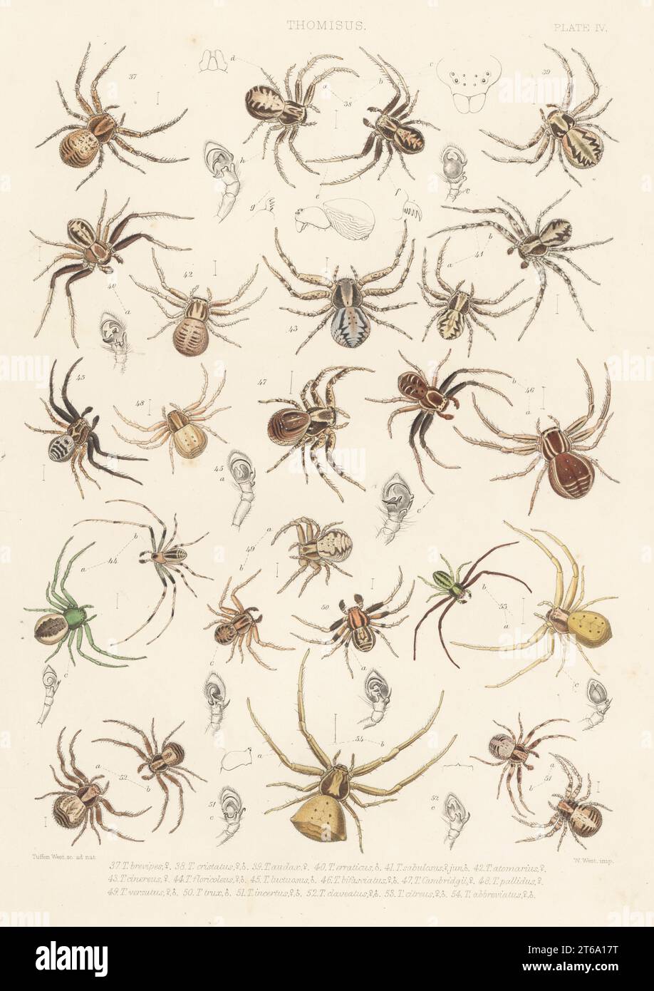 Crab spiders, Xysticus luctuosus 37, Xysticus cristatus 38, Xysticus audax 39, Xysticus erraticus 40, Xysticus sabulosus 41, Tmarus piger 42, Xysticus sabulosus 43, Diaea dorsata 44, Xysticus luctuosus 45, Xysticus bifasciatus 46, Xysticus luctator 47, Ozyptila atomaria 48, Ozyptila atomaria 49, Ozyptila trux 50, Ozyptila praticola 51, Ozyptila blackwalli 52, Misumena vatia 53, and Thomisus onustus 54. Handcoloured lithograph by W. West after Tuffen West from John Blackwalls A History of the Spiders of Great Britain and Ireland, Ray Society, London, 1861. Stock Photo