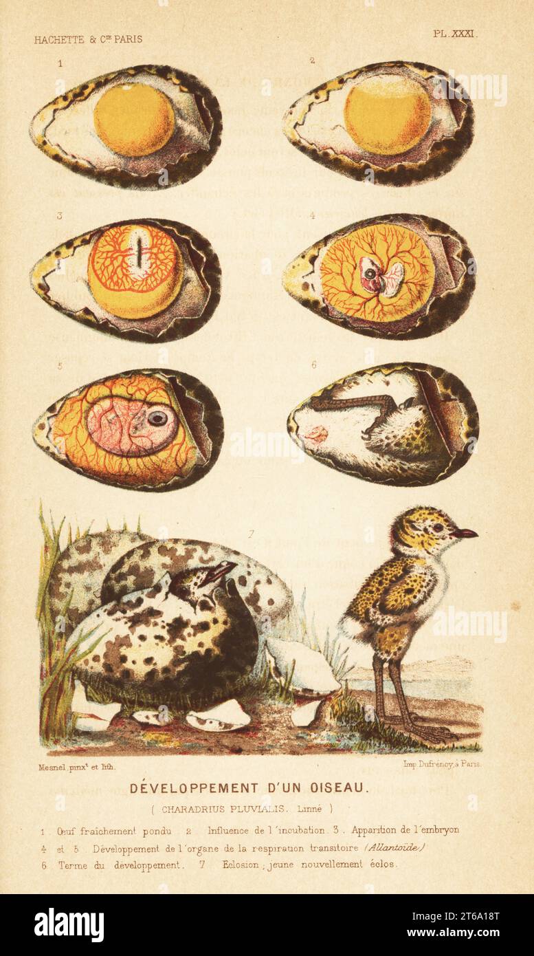 Development of a bird, European golden plover, Pluvialis apricaria. Freshly laid egg 1, effect of incubation 2, appearance of embryo 3, development of respiratory organs 4,5, full term 6, hatching and newly hatched chick 7. Chromolithograph by A. Mesnel from Alfred Fredols Le Monde de la Mer, the World of the Sea, edited by Olivier Fredol, Librairie Hachette et. Cie., Paris, 1881. Alfred Fredol was the pseudonym of French zoologist and botanist Alfred Moquin-Tandon, 1804-1863. Stock Photo