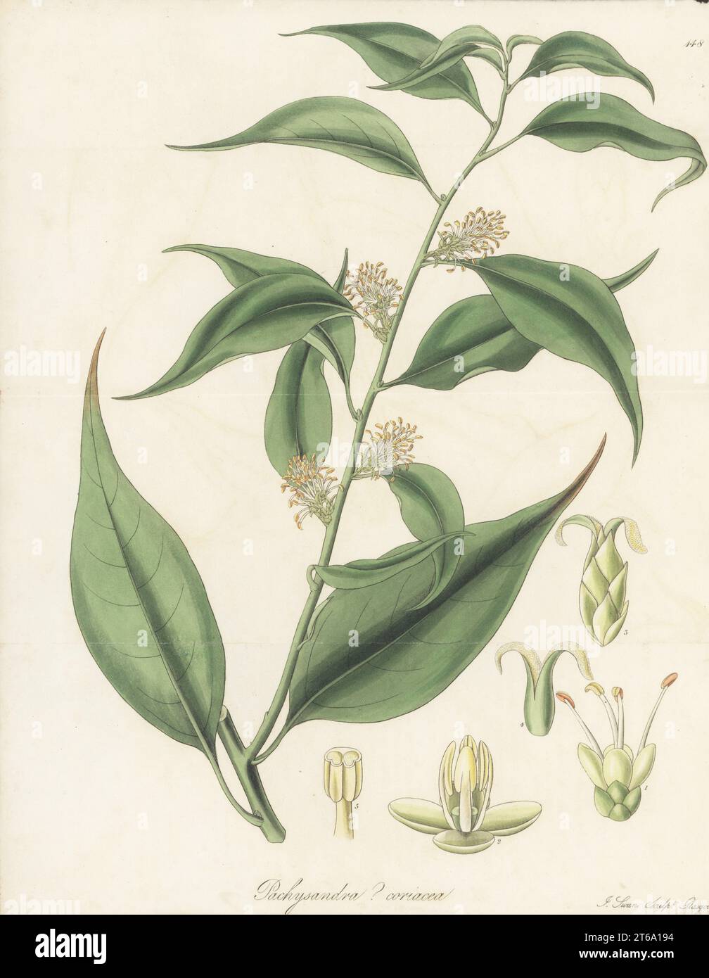 Sweet box or Christmas box, Sarcococca coriacea. Native to India, China and Indo-China, sent from Nepal by botanist Dr. Nathaniel Wallich. Nepaul pachysandra, Pachysandra? coriacea. Handcoloured copperplate engraving by Joseph Swan after a botanical illustration by William Jackson Hooker from his Exotic Flora, William Blackwood, Edinburgh, 1823-27. Stock Photo