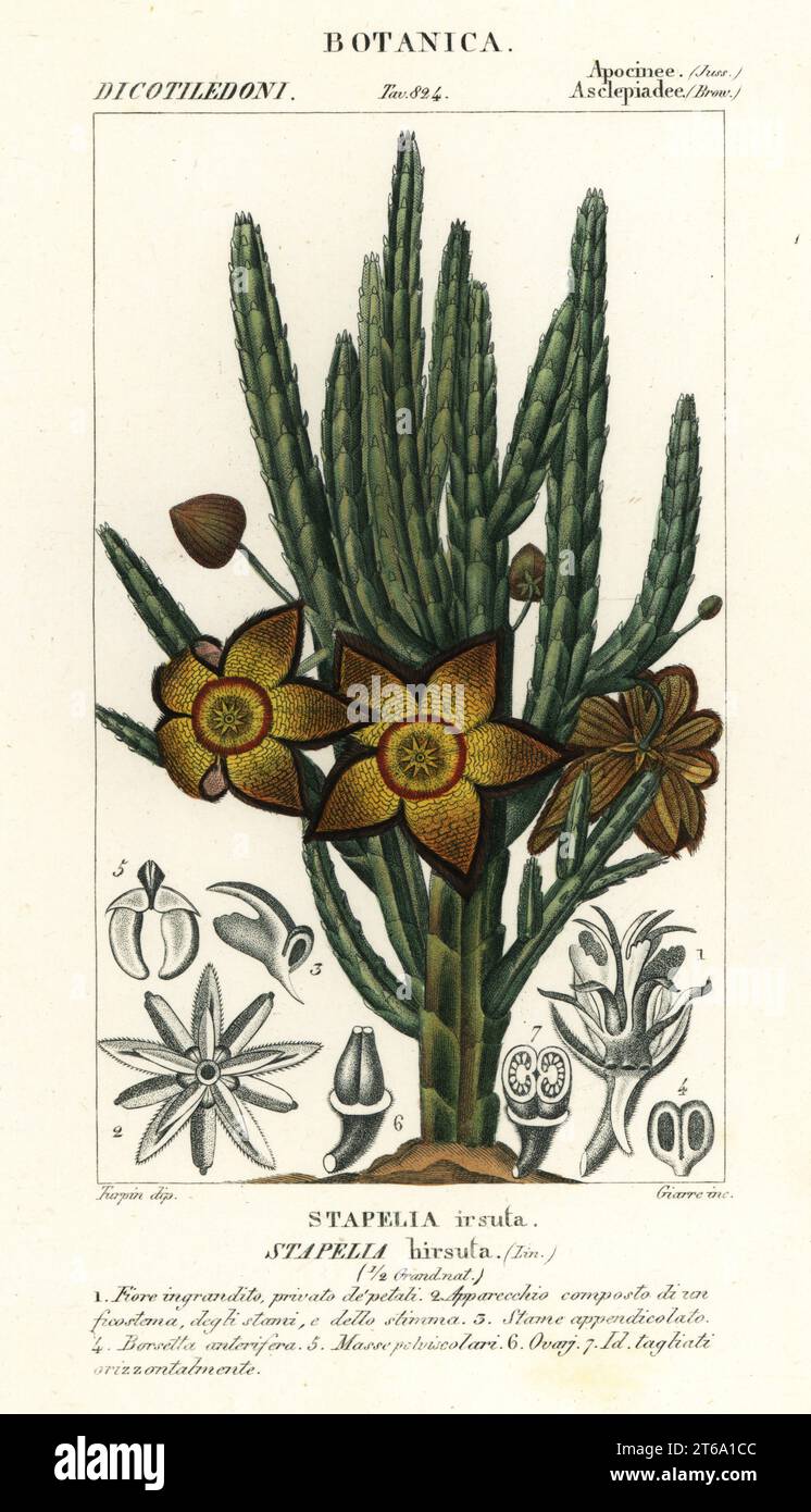 Starfish flower or carrion plant, Stapelia hirsuta. Stapelia irsuta. Handcoloured copperplate stipple engraving from Antoine Laurent de Jussieu's Dizionario delle Scienze Naturali, Dictionary of Natural Science, Florence, Italy, 1837. Illustration engraved by Giarrre, drawn and directed by Pierre Jean-Francois Turpin, and published by Batelli e Figli. Turpin (1775-1840) is considered one of the greatest French botanical illustrators of the 19th century. Stock Photo
