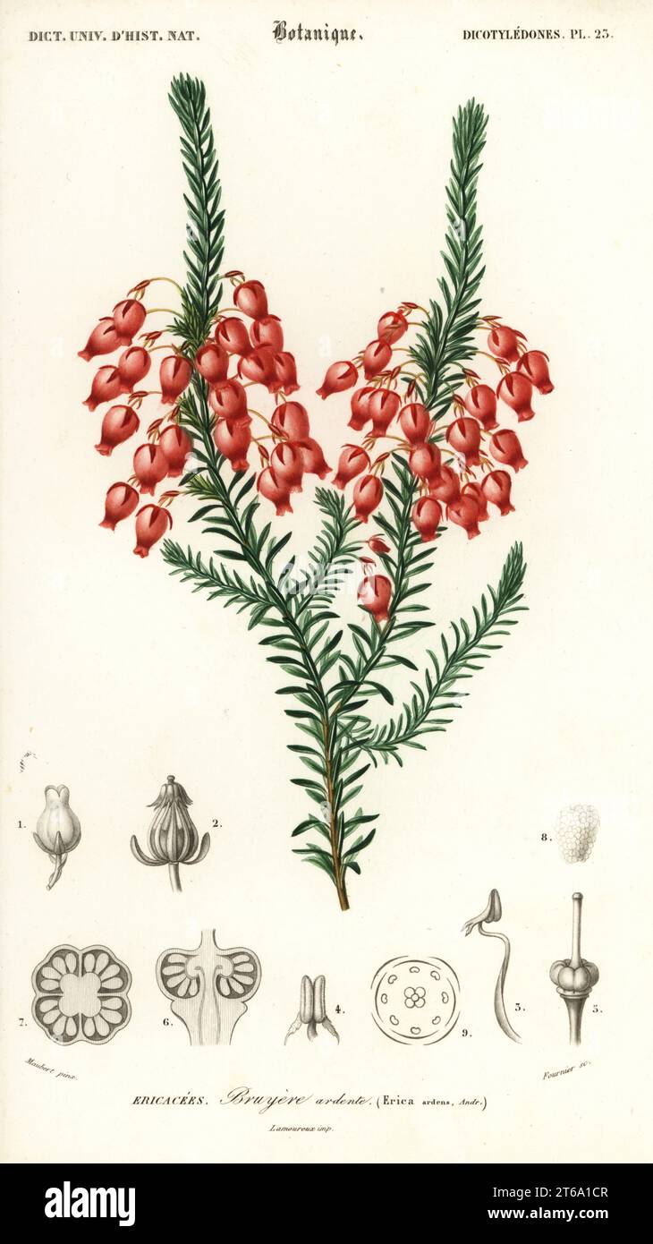Glowing heath, Erica ardens. Bruyere ardente. Handcoloured steel engraving by Felicie Fournier after an illustration by Louis Joseph Edouard Maubert from Charles d'Orbigny's Dictionnaire Universel d'Histoire Naturelle (Universal Dictionary of Natural History), Paris, 1849. Stock Photo