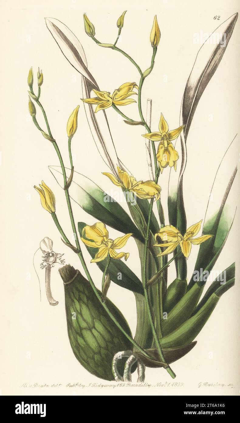 Whiskered curvelip orchid, Cyrtochilum mystacinum. Native of Peru, imported by Richard Harrison of Aighburgh. Handcoloured copperplate engraving by George Barclay after a botanical illustration by Sarah Drake from Edwards Botanical Register, edited by John Lindley, published by James Ridgway, London, 1839. Stock Photo