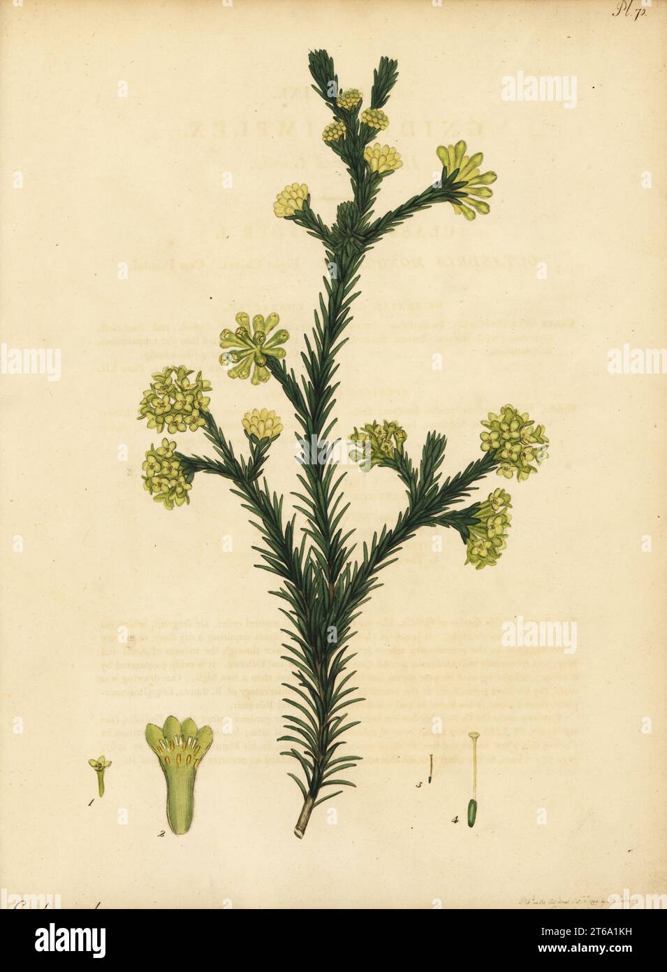 Gnidia juniperifolia, South Africa. Heath-leaved gnidia, Gnidia simplex. Copperplate engraving drawn, engraved and hand-coloured by Henry Andrews from his Botanical Register, Volume 1, published in London, 1799. Stock Photo