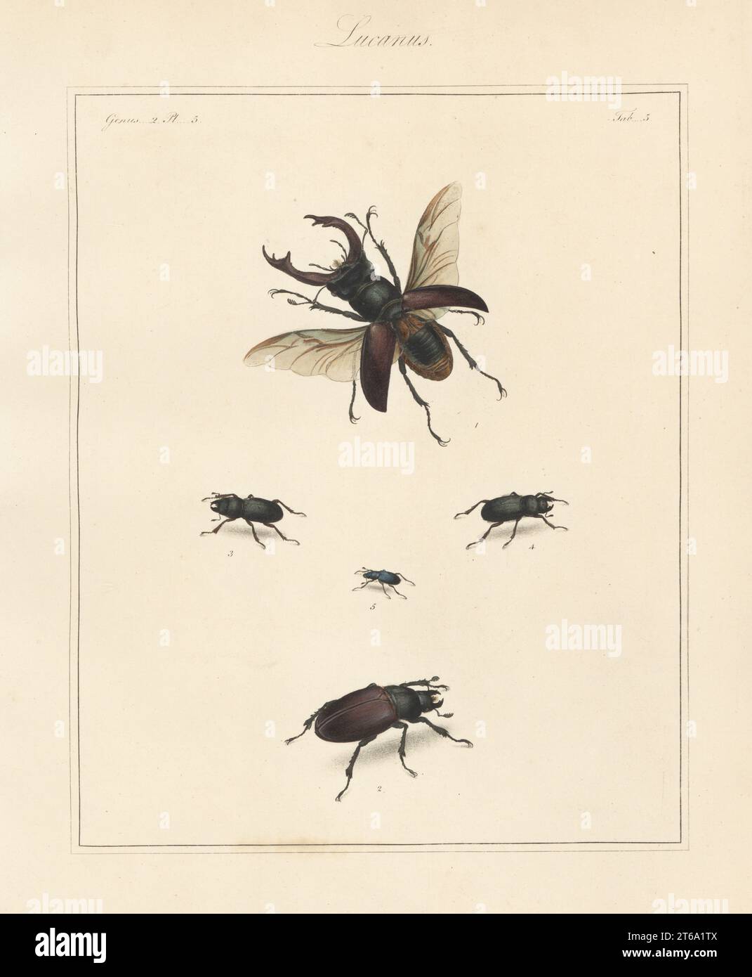 Greater stag beetle, Lucanus cervus 1,2, lesser stag beetle, Dorcus parallelipipedus 3, 4, and stag beetle, Platycerus caraboides 5. Handcoloured copperplate engraving from Thomas Martyns The English Entomologist, Exhibiting all the Coleopterous Insects found in England, Academy for Illustrating and Painting Natural History, London, 1792. Stock Photo