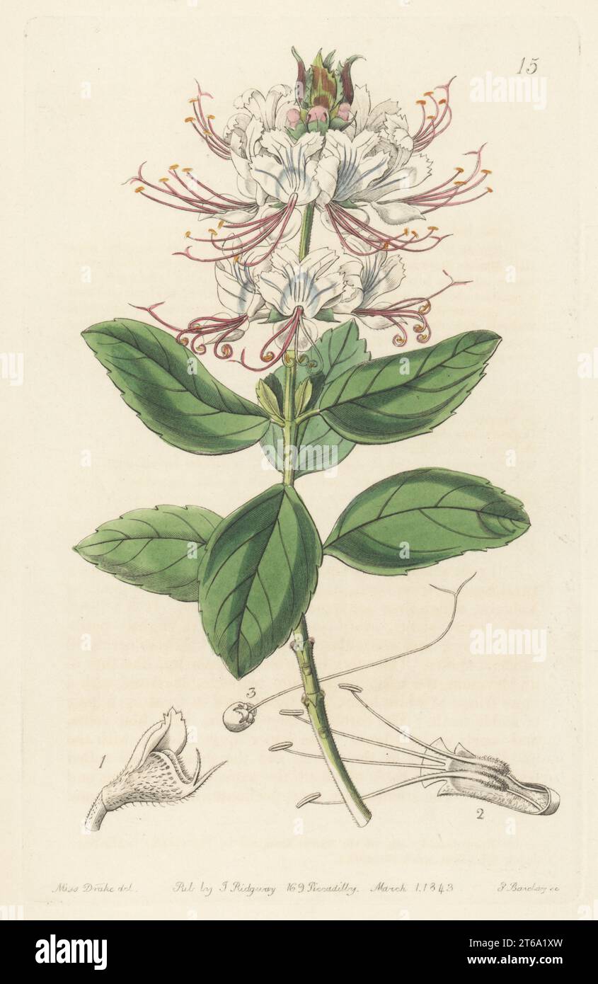 Ocimum grandiflorum subsp. grandiflorum. Native to Kenya, Tanzania and Ethiopia. Two-coloured becium, Becium bicolor. Handcoloured copperplate engraving by George Barclay after a botanical illustration by Sarah Drake from Edwards Botanical Register, continued by John Lindley, published by James Ridgway, London, 1843. Stock Photo