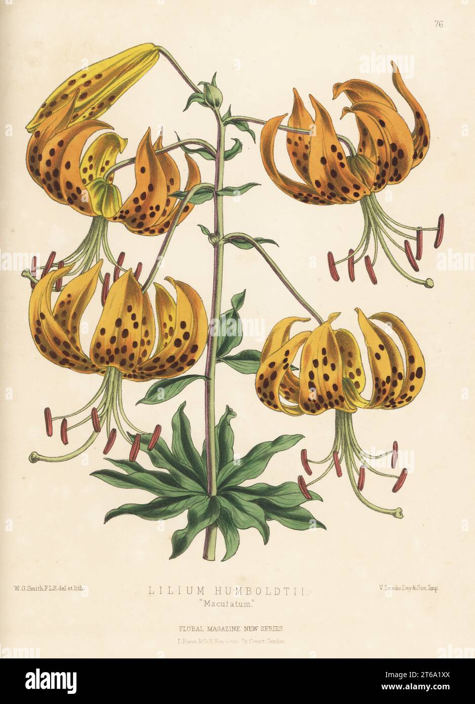 Humboldt's lily, Lilium humboldtii. As Lilium humboldtii maculatum. Native of California. Handcolored botanical illustration drawn and lithographed by Worthington George Smith from Henry Honywood Dombrain's Floral Magazine, New Series, Volume 2, L. Reeve, London, 1873. Lithograph printed by Vincent Brooks, Day & Son. Stock Photo