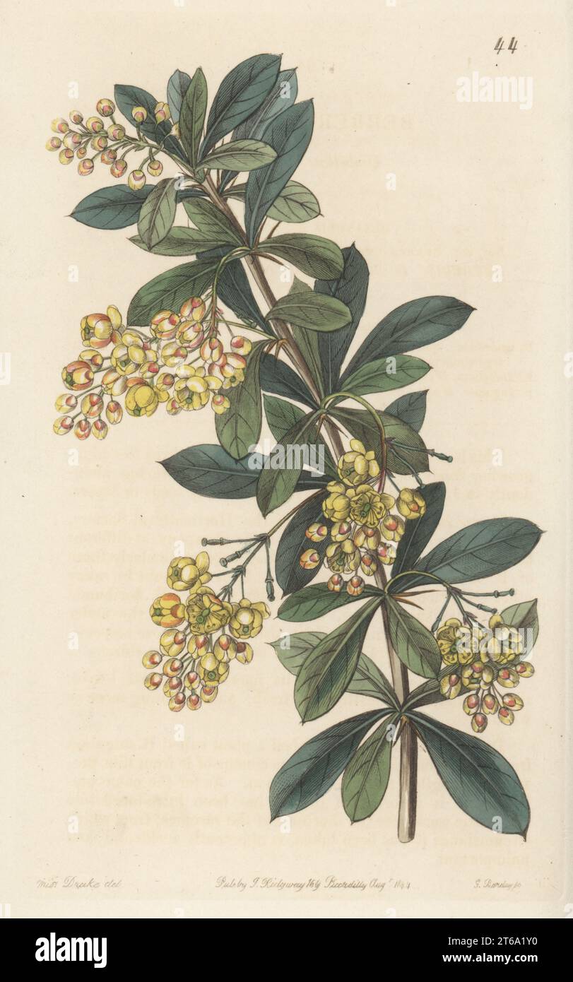 Umbellate berberry, Berberis umbellata. Raised at the garden of the Horticultural Society from seeds sent by the East India Company. Handcoloured copperplate engraving by George Barclay after a botanical illustration by Sarah Drake from Edwards Botanical Register, continued by John Lindley, published by James Ridgway, London, 1844. Stock Photo