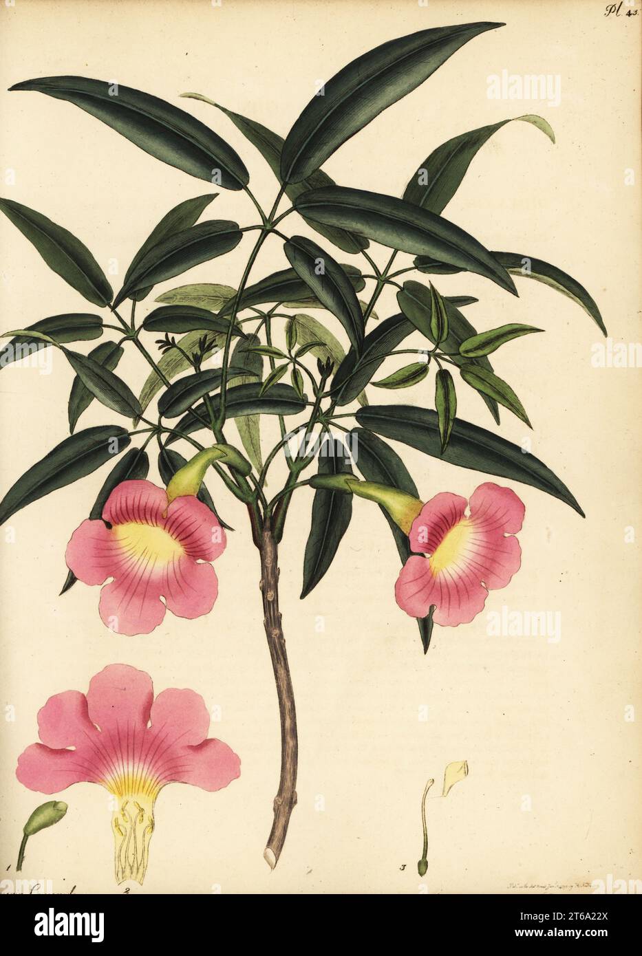 Pink trumpet tree, Tabebuia heterophylla. Oleander-flowered trumpet flower, Bignonia leucoxylon. Copperplate engraving drawn, engraved and hand-coloured by Henry Andrews from his Botanical Register, Volume 1, published in London, 1799. Stock Photo