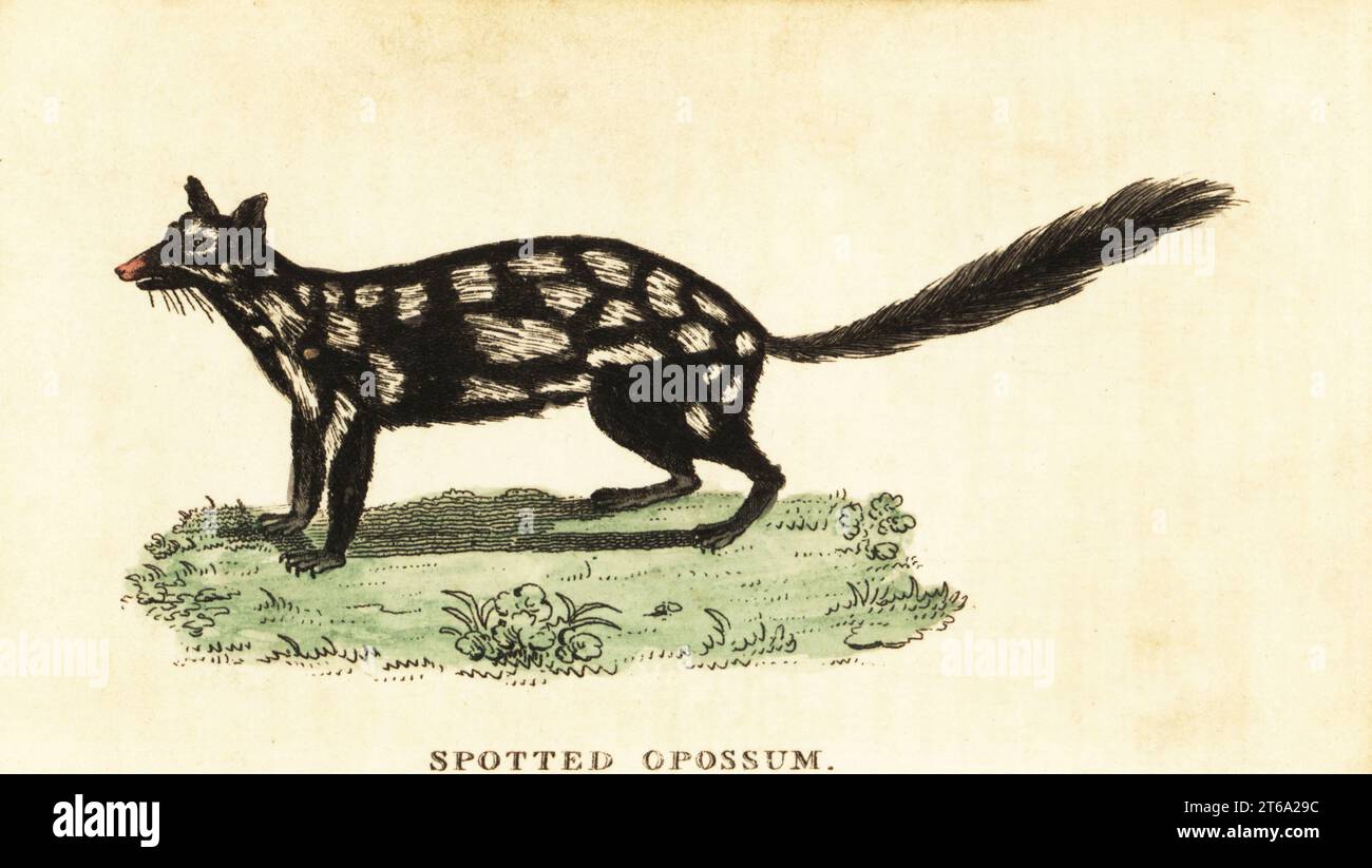 Eastern quoll, Dasyurus viverrinus. Spotted opossum, Didelphia viverrina. Handcolored copperplate engraving after an illustration by John White from The Naturalists Pocket Magazine, Harrison, Fleet Street, London, 1800. Stock Photo